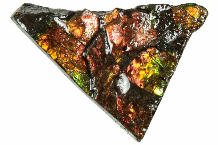 Iridescent Ammolite (Fossil Ammonite Shell) - Alberta #311343